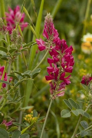 Italian Sainfoin