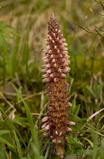 Rhodope Toothwort