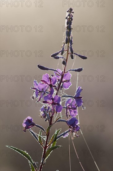 Chamerion angustifolium