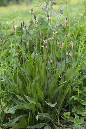 Ribwort Plantain