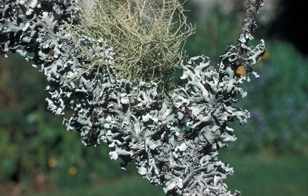 Two common lichens