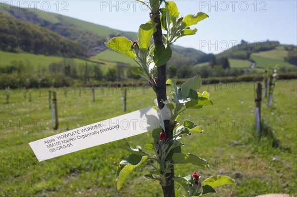 Cultivated apple tree