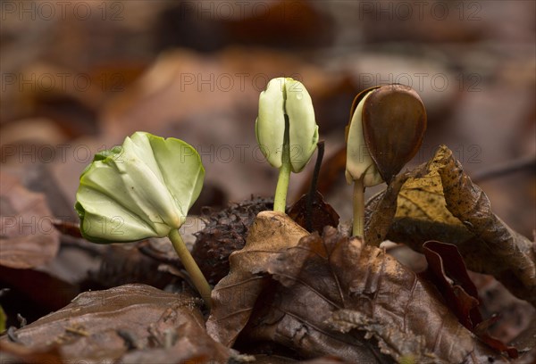 Seedlings of copper beech