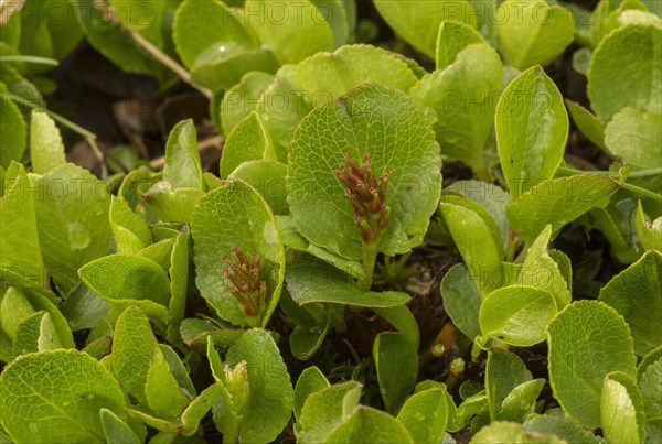 Dwarf willow