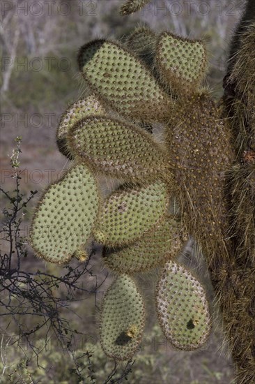 (Opuntia) echios var gigantea, found on Santa Cruz island, the spines are the leaves and the pads are the stem, Galapagos