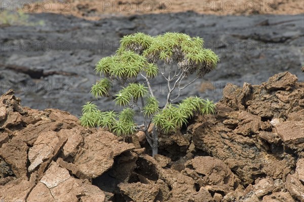 Stewart's Scalesia an endemic tree of Galapagos