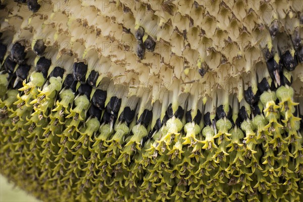 Overripe sunflower loses its seeds