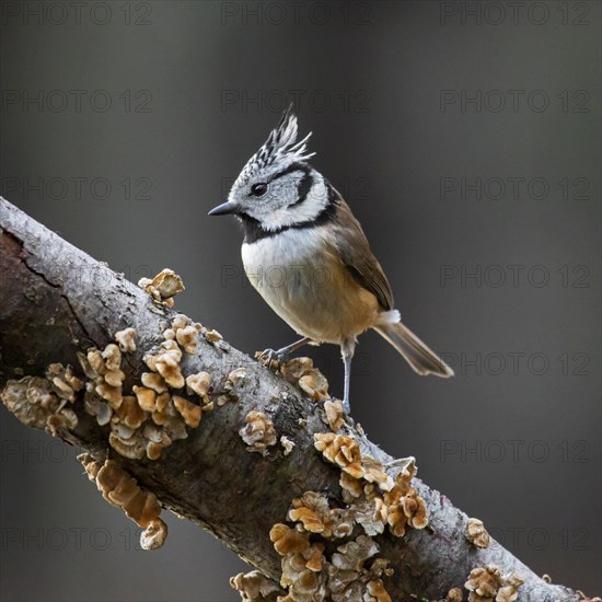 Crested Tit