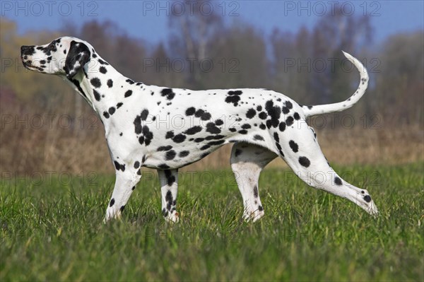 Dalmatian in the field