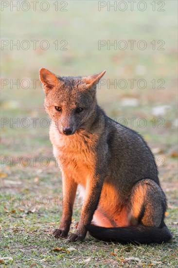 Crab-eating fox