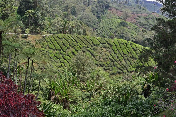 Tea Plantation