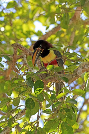 Brown-eared macaw