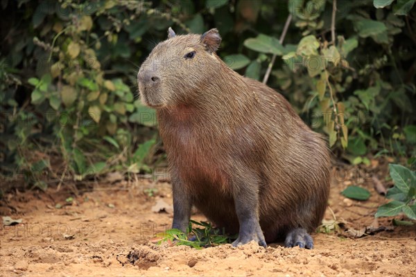 Capybara