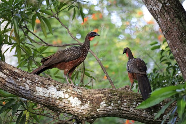 Chacoguan