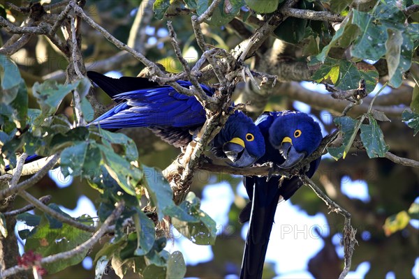 Hyacinth Macaw