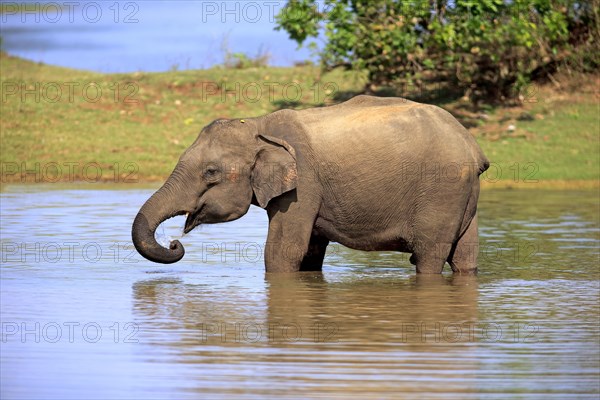 Sri Lankan elephant