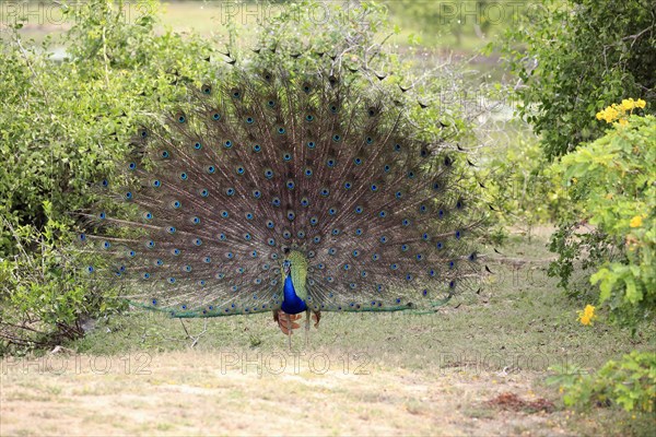 Indian peafowl