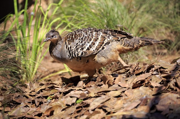 Malayan chicken