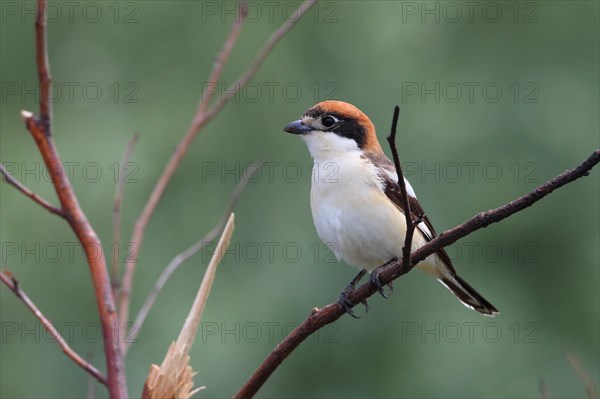 Woodchat Shrike