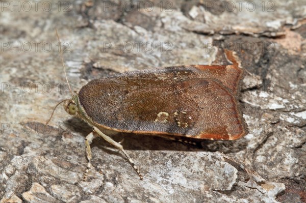 Langmaid's Yellow Underwing Moth