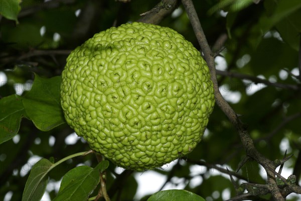 Osage Orange