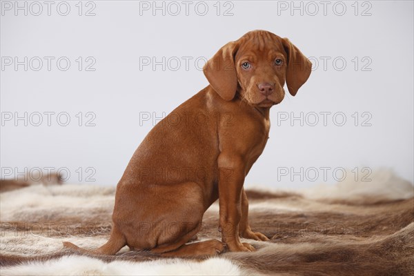 Shorthaired Hungarian Pointing Dog