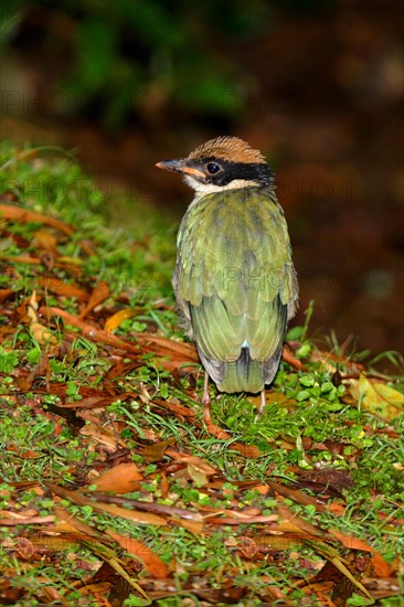 Noisy Pitta