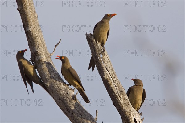 Red-billed Oxpeckers