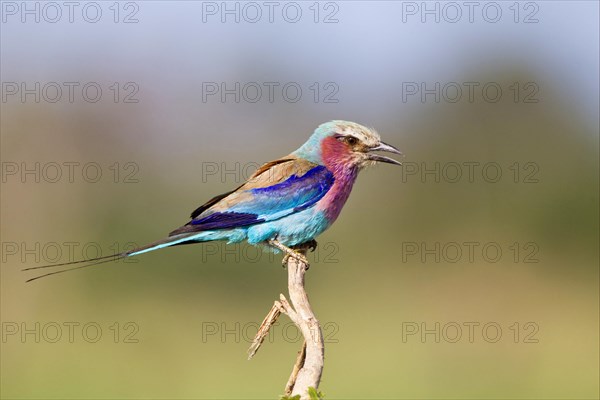 Lilac breasted roller