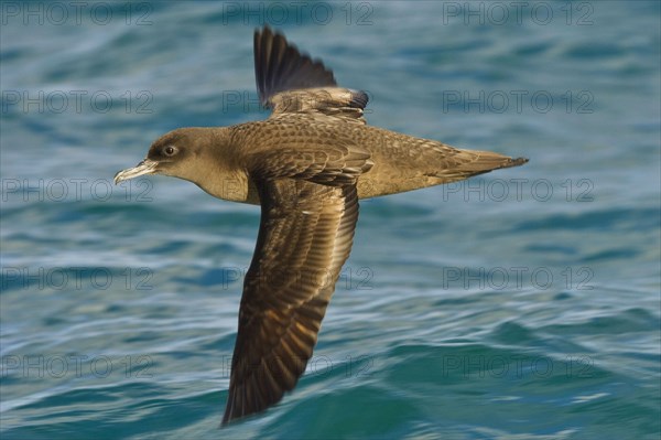 Sooty shearwater