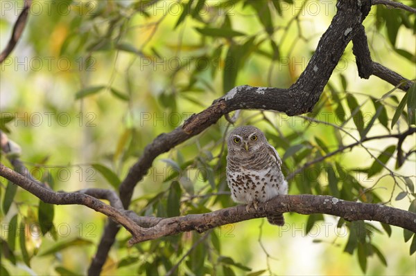 African barred owlet