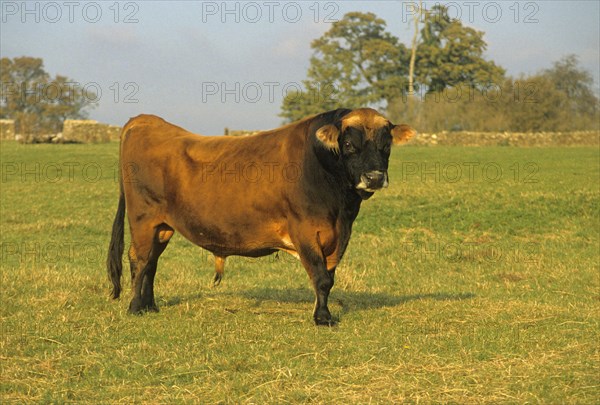 Jersey cattle