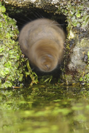 Eastern vole