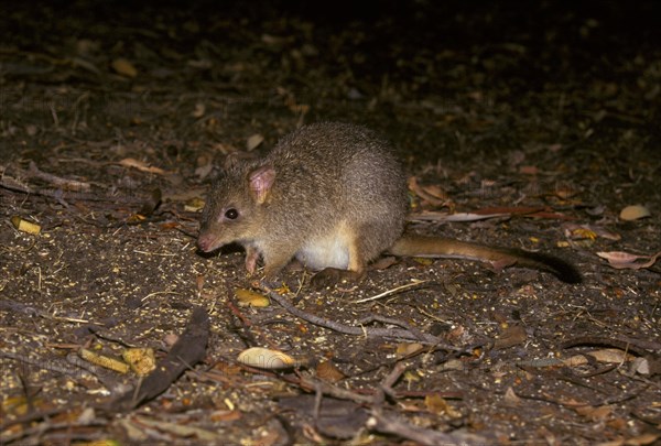 Brush-tailed Rat Kangaroo