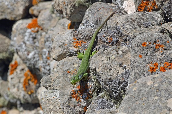 Balkan green lizards