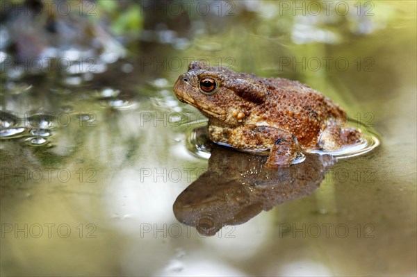 Common toad