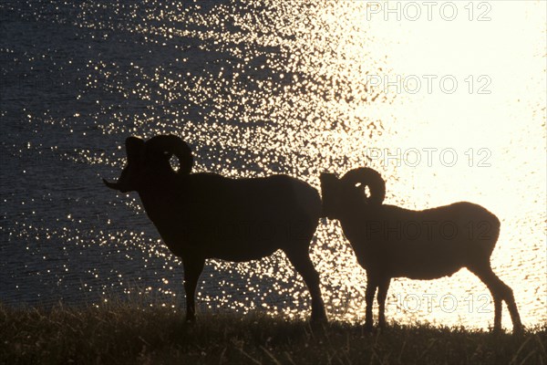 Bighorn sheep