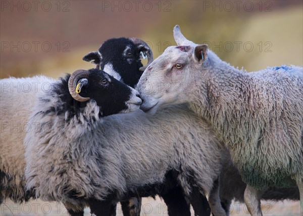 Domestic Sheep