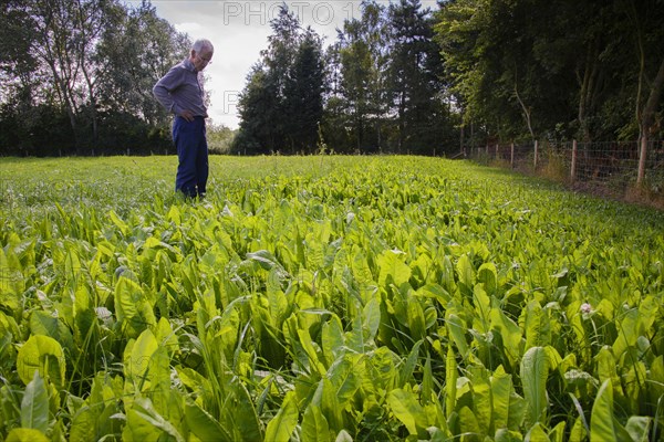 Common Chicory