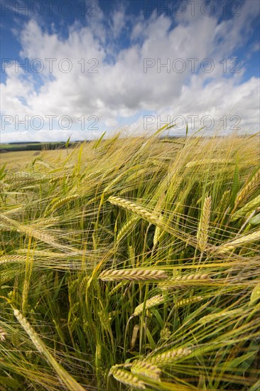 Winter barley