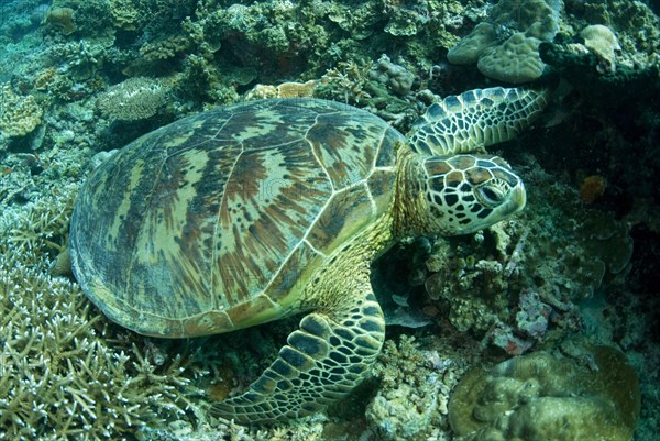 Green Turtle