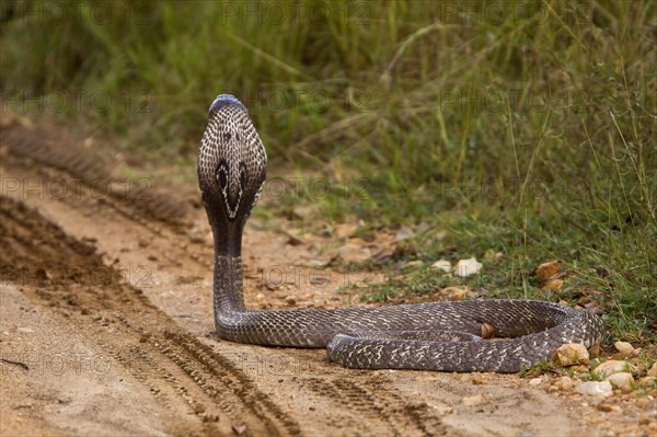 Spectacled snake