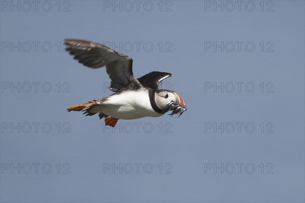 Atlantic Puffin