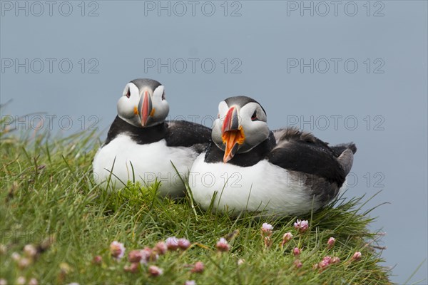 Atlantic Puffin