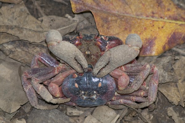 Christmas island red crab