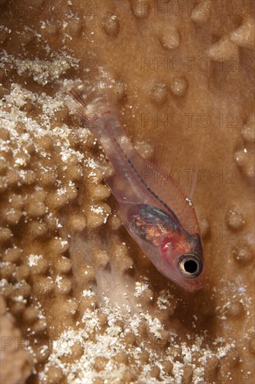 Cardinalfish