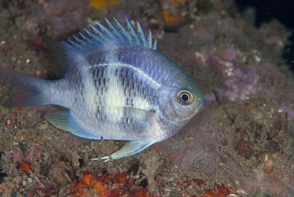 Staghorn Damsel