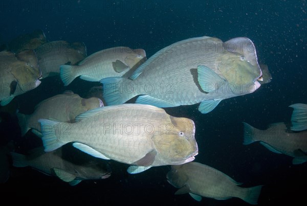 Bumphead Parrotfish