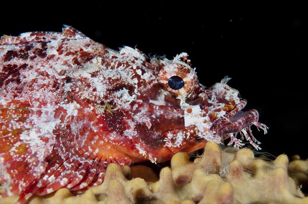 Raggy Scorpionfish