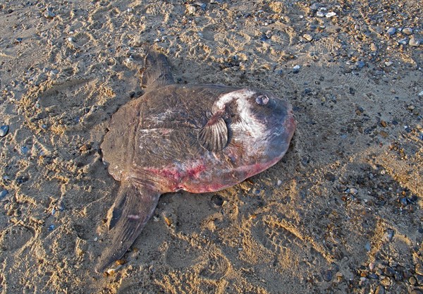 Ocean sunfish